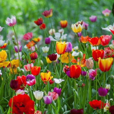 How to Plant Tulip Bulbs for a Colourful Spring Display