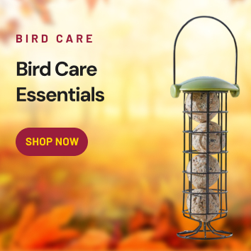 Bird Care Essentials