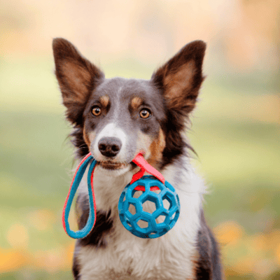 How to Safely Wash and Clean Dog Toys