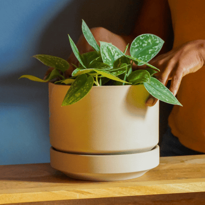 UK Plant Pot Sizes and Measuring Guide