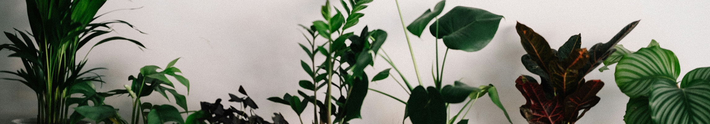 Houseplant Care for Low‑Light UK Homes: Tools & Troubleshooting