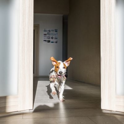 Pet‑Safe Home Cleaning: Products That Work Without the Worry