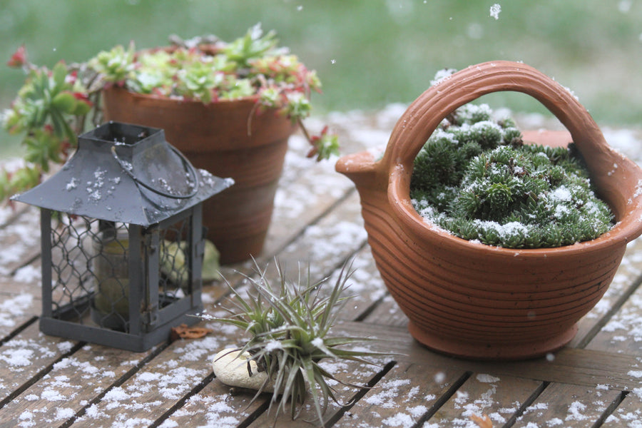 7 Tips for Loving and Caring for your Winter Garden