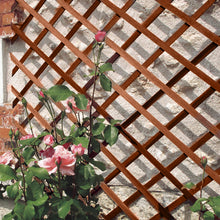 Load image into Gallery viewer, Expanding Wooden Trellis 30cm/60cm
