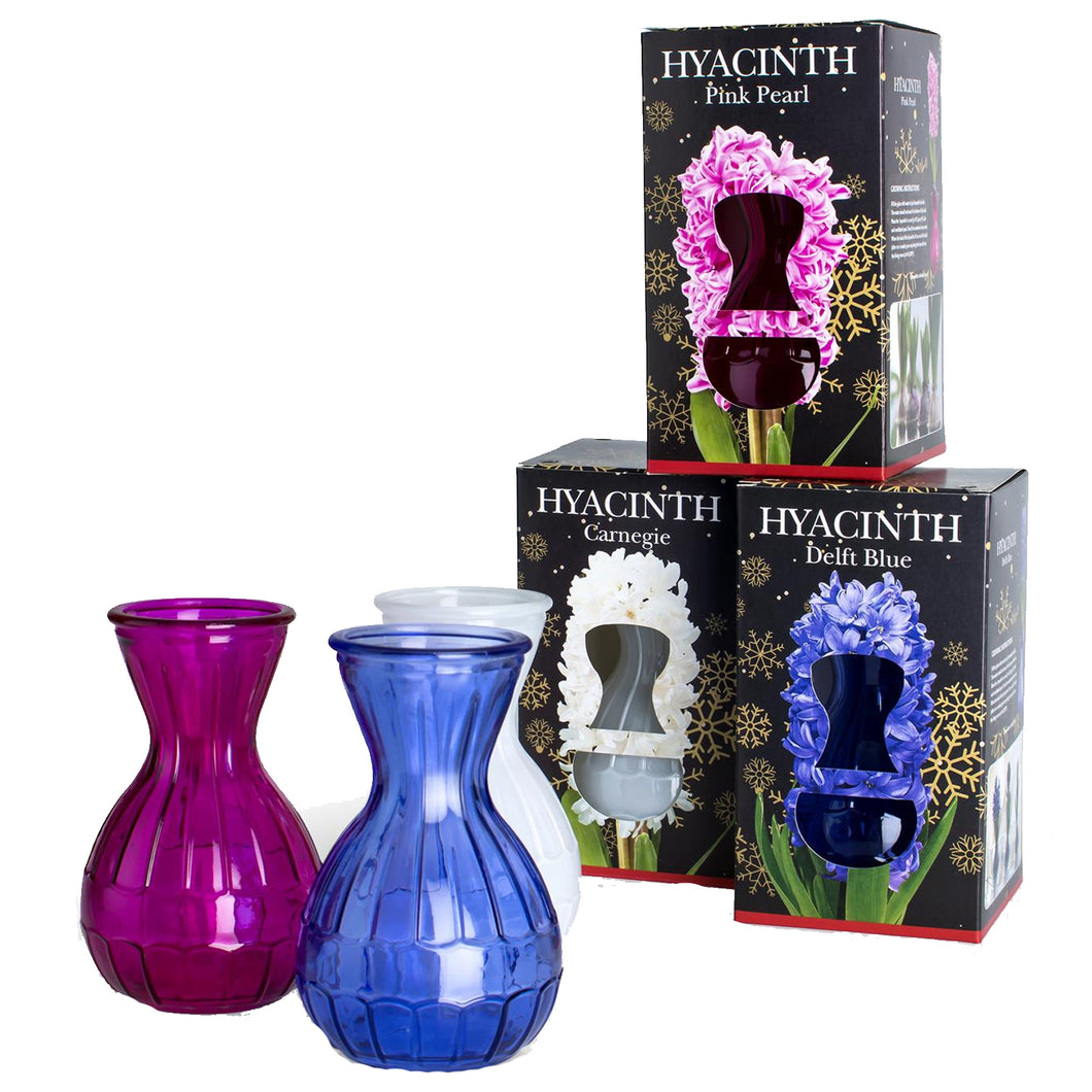 Hyacinth Gift Kit