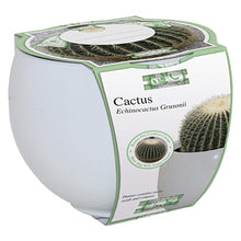 Load image into Gallery viewer, Barrel Cactus Grow Set
