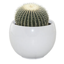 Load image into Gallery viewer, Barrel Cactus Grow Set
