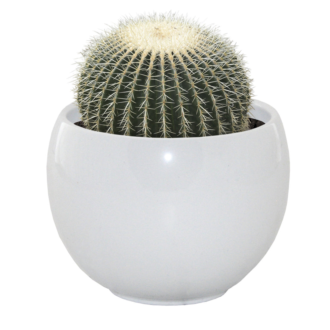 Barrel Cactus Grow Set