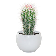 Load image into Gallery viewer, Mexican Giant Cactus Grow Set
