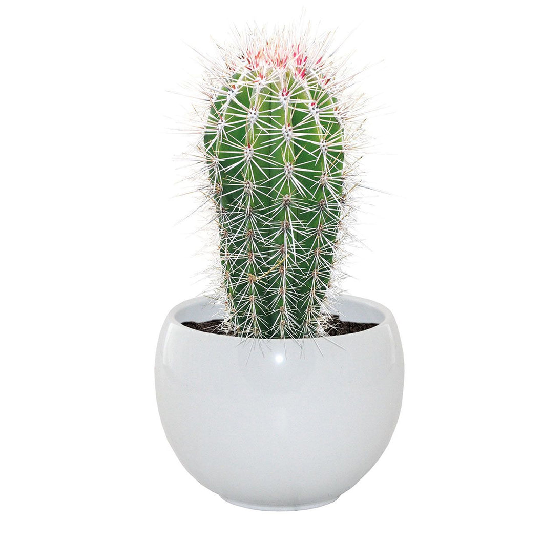 Mexican Giant Cactus Grow Set