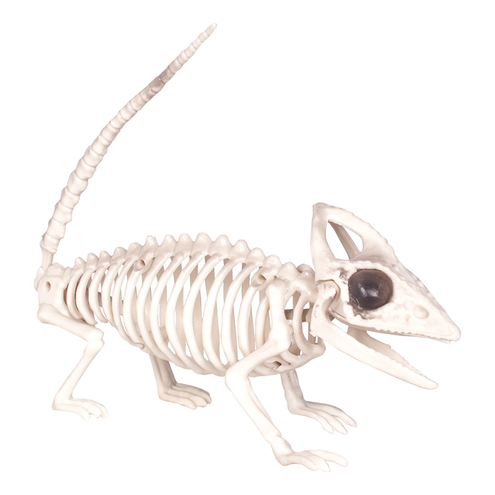 Skeleton Lizard – Yorkshire Trading Company