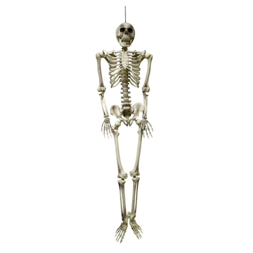 Posable Plastic Skeleton 95cm