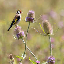 Load image into Gallery viewer, Suttons The Birds &amp; Bees Mix Seeds
