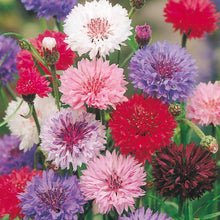 Load image into Gallery viewer, Cornflower Seeds - Polka Dot Mix
