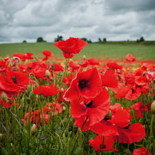 Load image into Gallery viewer, Poppy Seeds - Field Poppy
