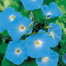 Load image into Gallery viewer, Morning Glory Seeds Heavenly Blue
