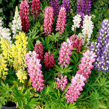 Load image into Gallery viewer, Lupin Seeds - Gallery Mix
