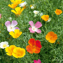 Load image into Gallery viewer, Poppy Californian Seeds Vivid Mix
