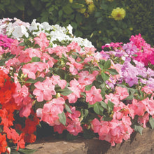 Load image into Gallery viewer, Suttons Impatiens Seeds - Super Hybrid Mix
