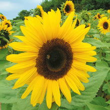 Load image into Gallery viewer, Giant Yellow Sunflower Seeds
