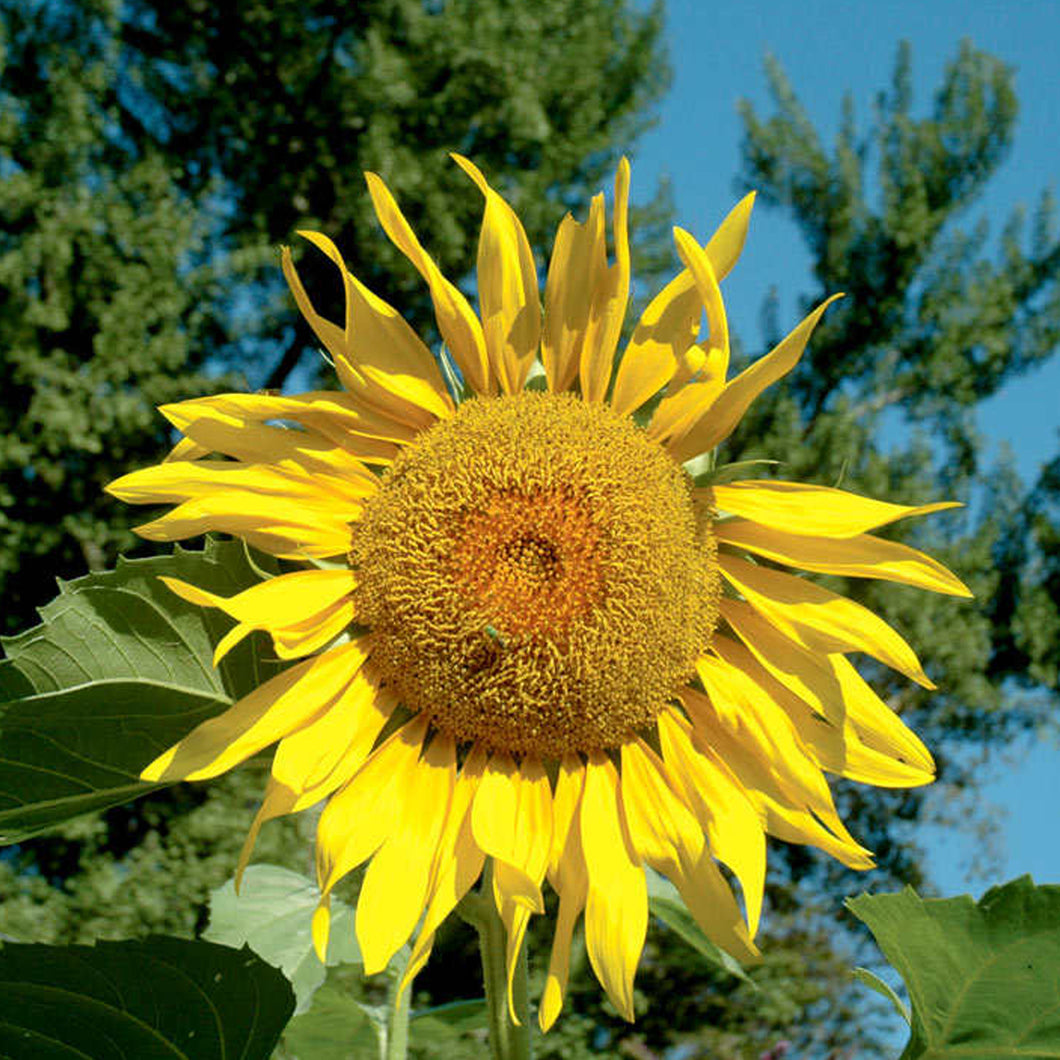 Pike's Peak Sunflower Seeds