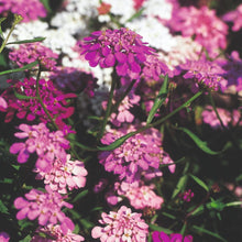 Load image into Gallery viewer, Fairy Mix Candytuft Seeds
