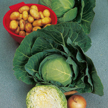 Load image into Gallery viewer, Golden Acre Primo Cabbage Seeds
