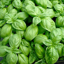 Load image into Gallery viewer, Herb Seed - Basil Sweet
