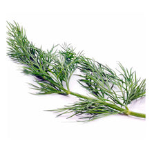 Load image into Gallery viewer, Suttons Dill Herb Seed
