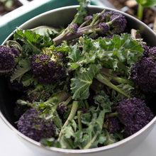 Load image into Gallery viewer, Summer Purple Broccoli (Sprouting) Seeds
