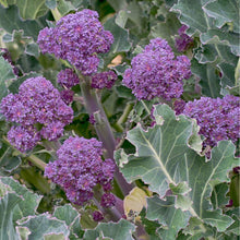 Load image into Gallery viewer, Summer Purple Broccoli (Sprouting) Seeds

