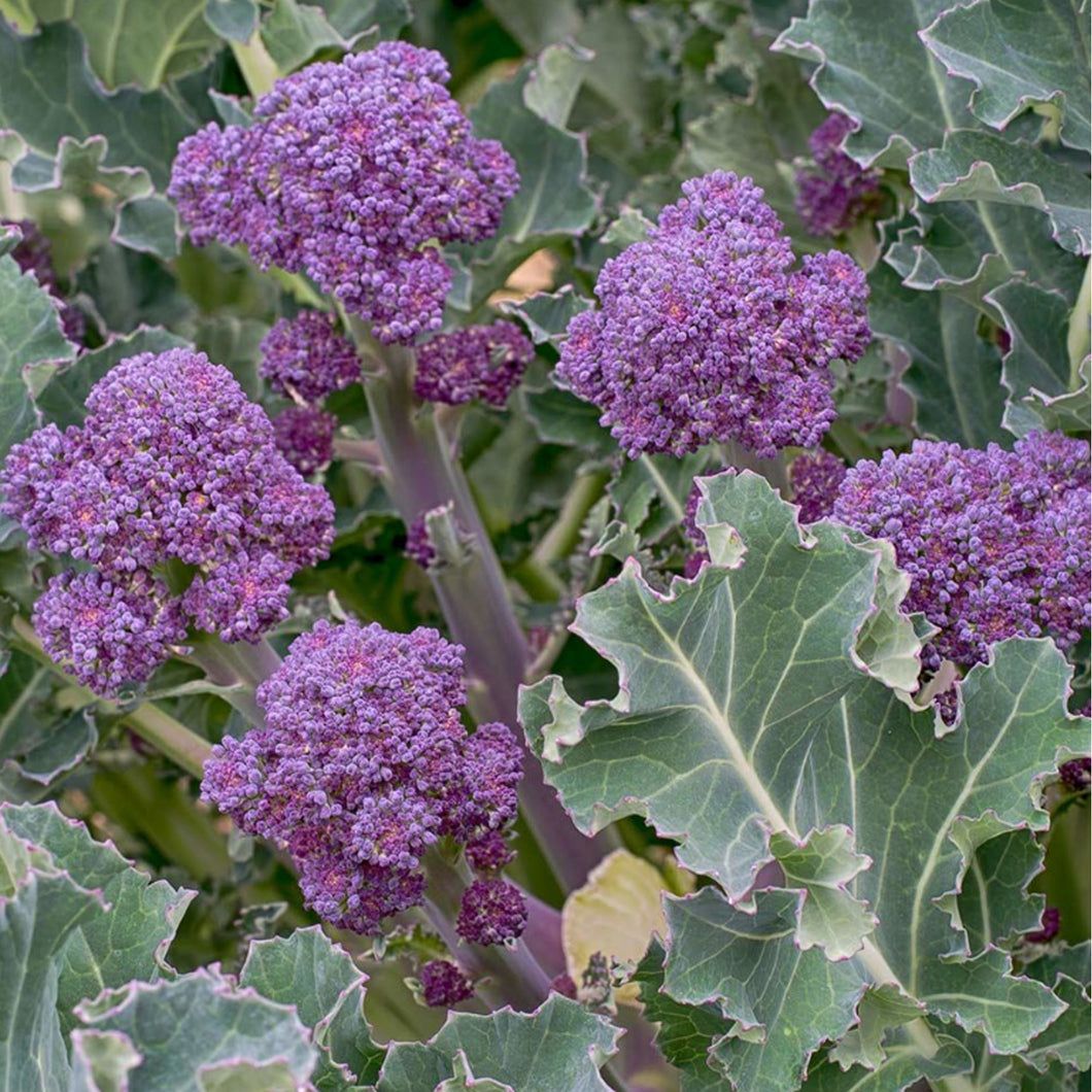 Summer Purple Broccoli (Sprouting) Seeds