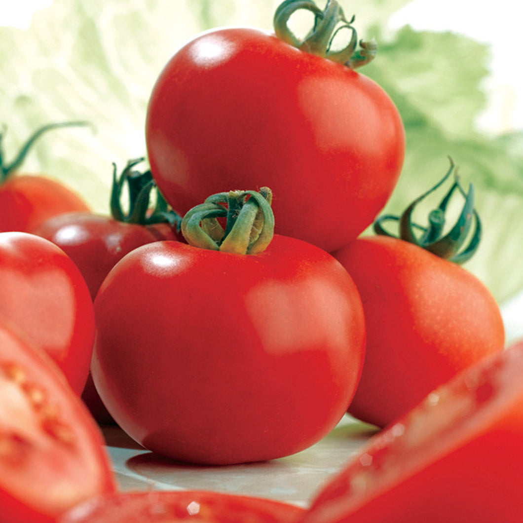 Ailsa Craig Tomato Seeds