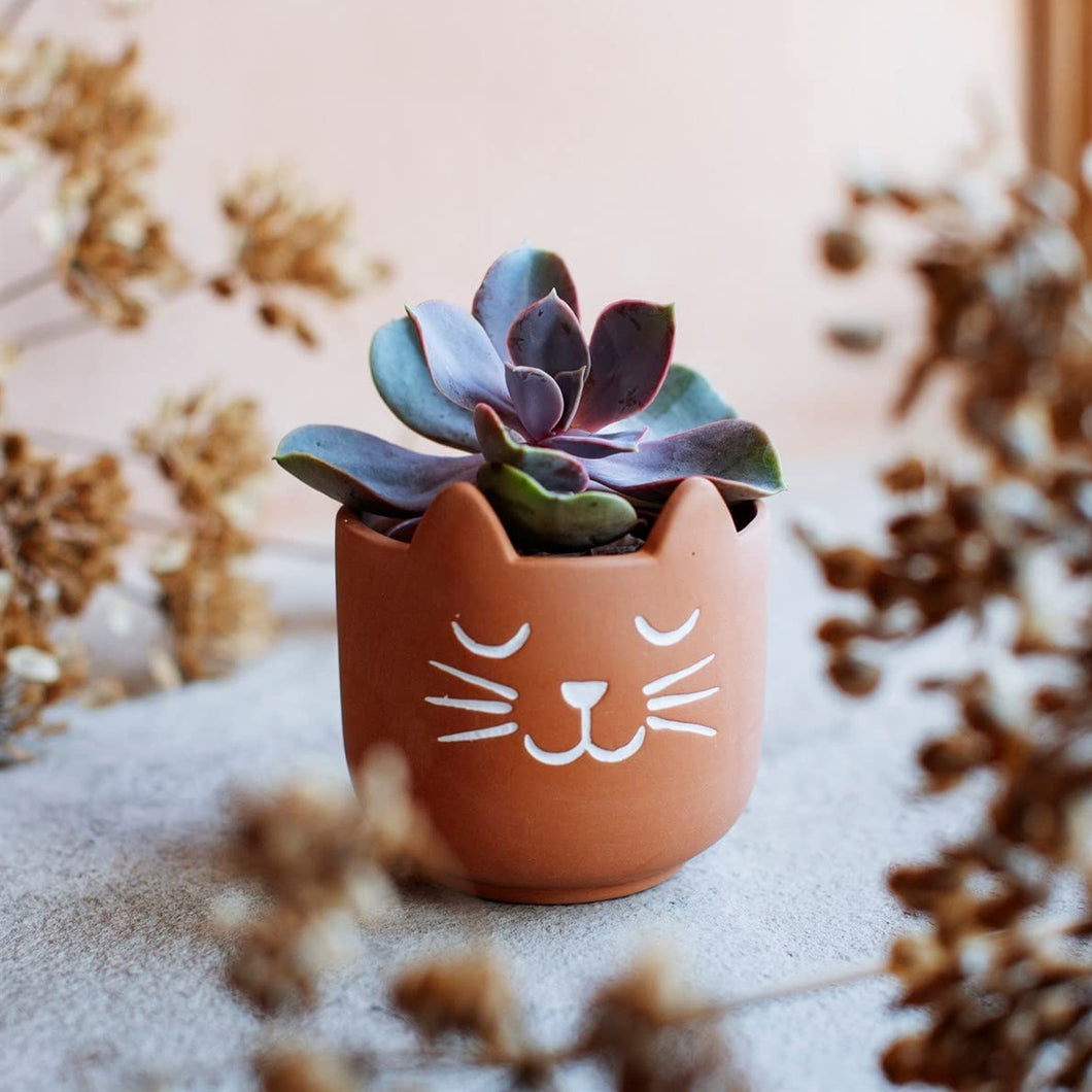 Sass & Belle Mini Cat's Whiskers Terracotta Planter