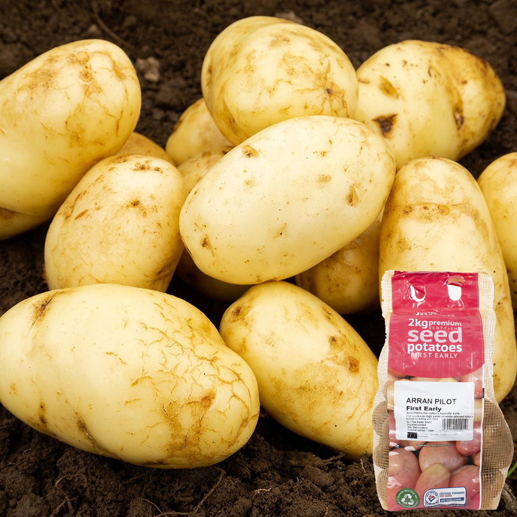 JBA Seed Potatoes First Early 2kg