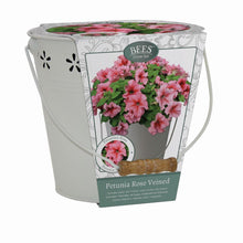 Load image into Gallery viewer, Bees Petunia Gift Bucket 
