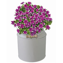Load image into Gallery viewer, Bees Petunia Picotee Purple Complete Grow Set
