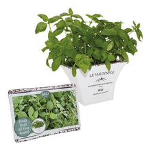 Load image into Gallery viewer, Bees Le Jardinier Herb Basil Grow Set 
