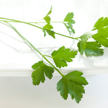 Load image into Gallery viewer, Bees Le Jardinier Parsley Herb Grow Set
