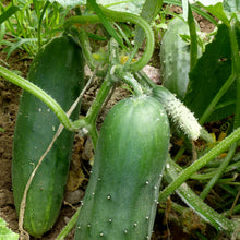 Load image into Gallery viewer, Garden Treasures Cucumber Marketmore Seeds
