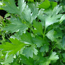Load image into Gallery viewer, Garden Treasures Parsley Plain Leaved Seeds
