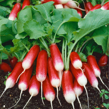 Load image into Gallery viewer, Garden Treasures Radish French Breakfast Seeds

