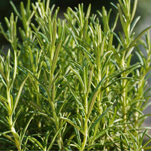 Load image into Gallery viewer, Garden Treasures Rosemary Seeds 
