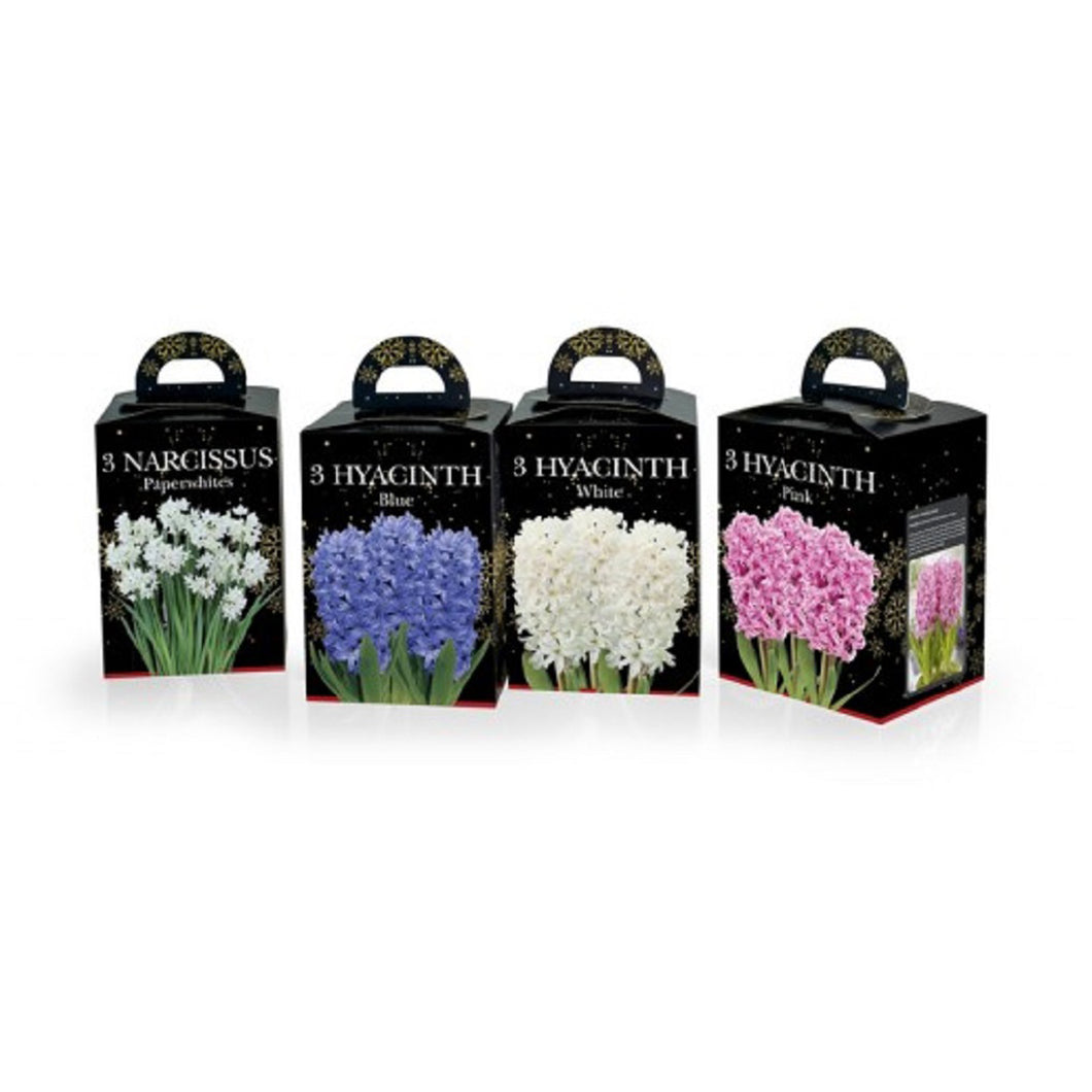 Hyacinth  And Narcissi Gift Set Assorted