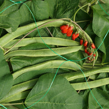 Load image into Gallery viewer, Smart Garden Pea &amp; Bean Netting
