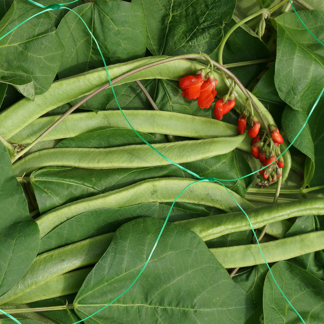 Smart Garden Pea & Bean Netting