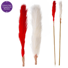 Load image into Gallery viewer, Pampas Single Stem Assorted 81cm
