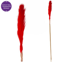 Load image into Gallery viewer, Pampas Single Stem Assorted 81cm
