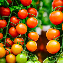 Load image into Gallery viewer, Neudorff Organic Tomato Feed – 1 Litre