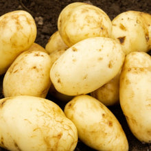 Load image into Gallery viewer, JBA Seed Potatoes First Early 2kg
